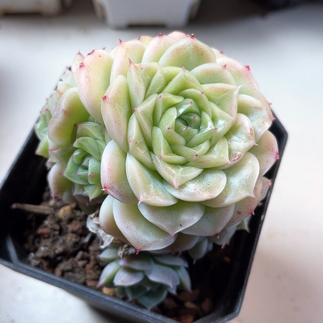 优选62号女王手捧花8358