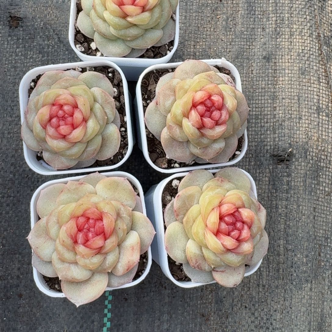 0102-029-瑰夏一颗量拍