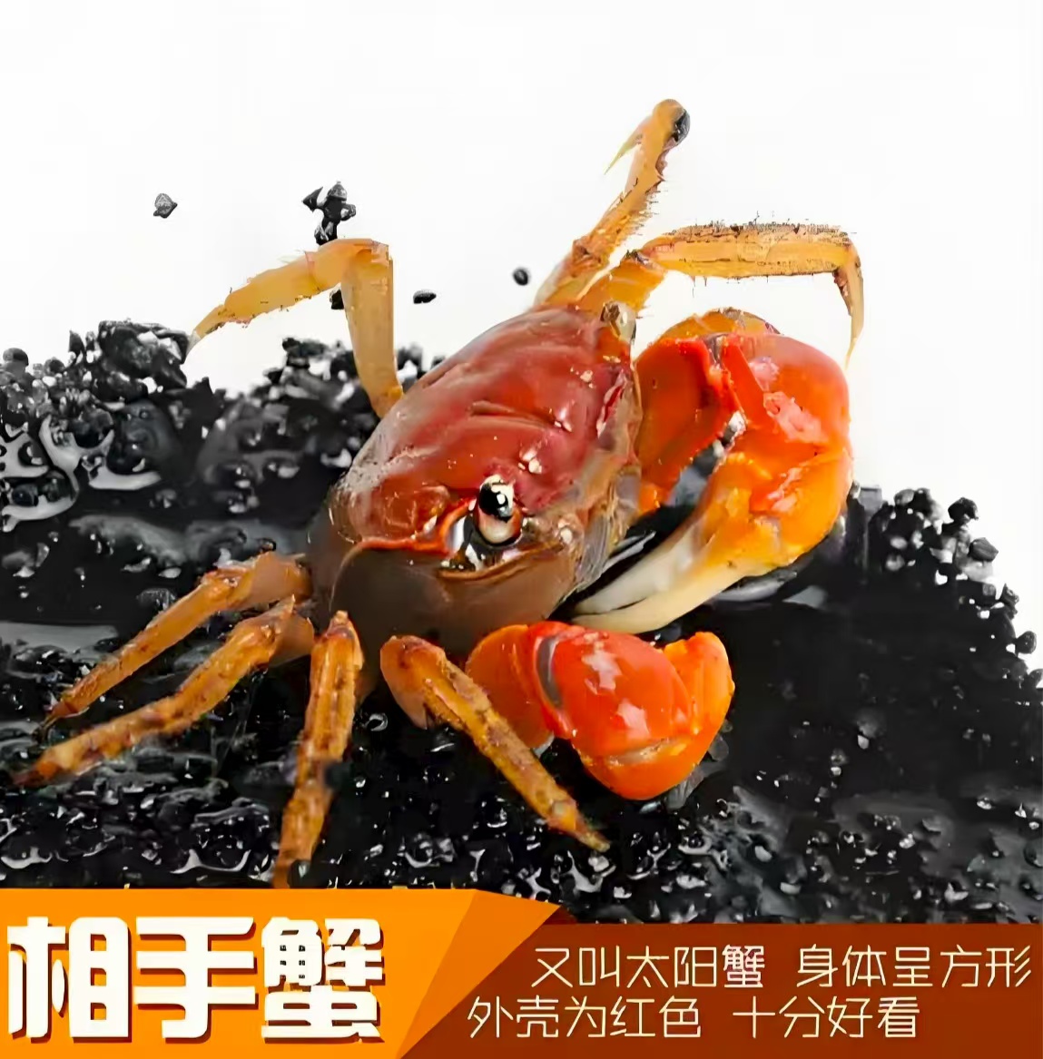 相手蟹淡水活体观赏蟹桌面爬宠适合小朋友的宠物蟹水族清洁工