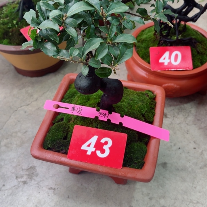 无花朵事****安金弹子盆景树