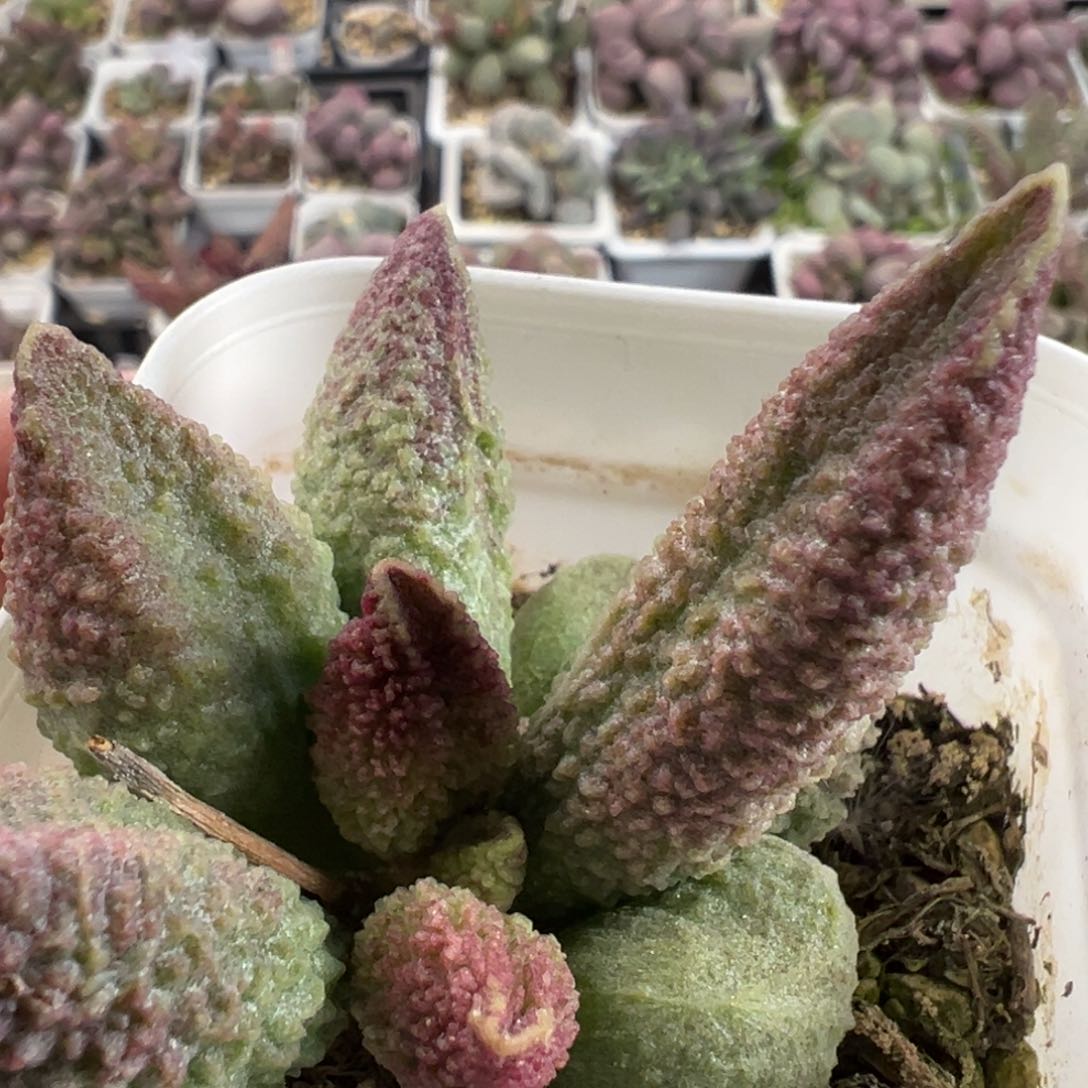 实生单头纯木质桩多肉植物水泡实生新品