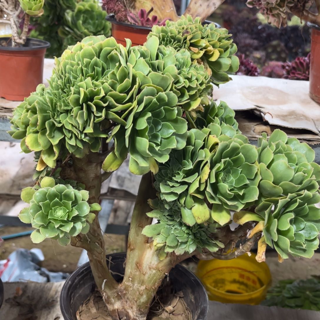 122绿羊绒缀化多肉植物法师