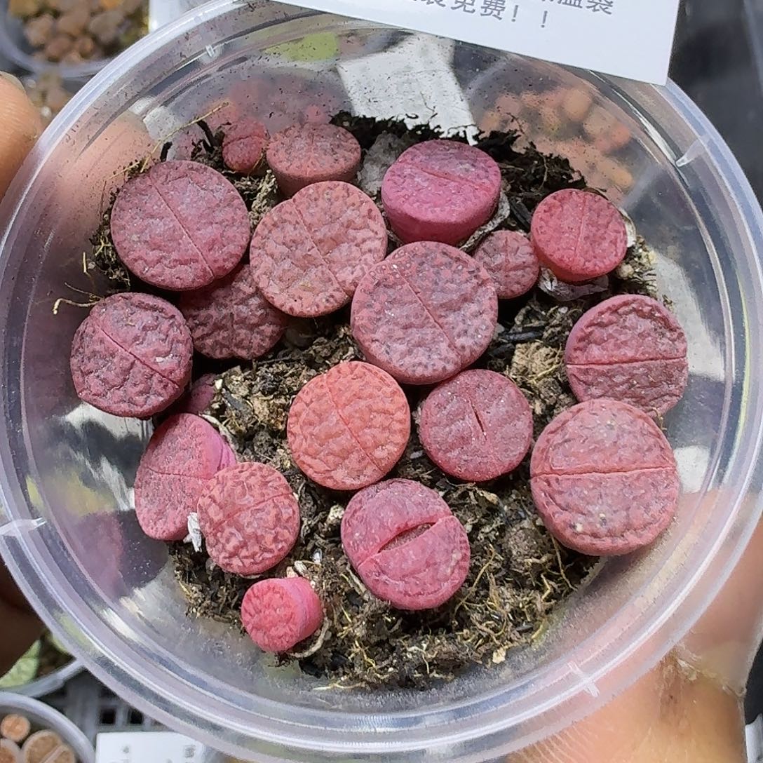 1696 哈哈哈哈哈哈哈哈哈