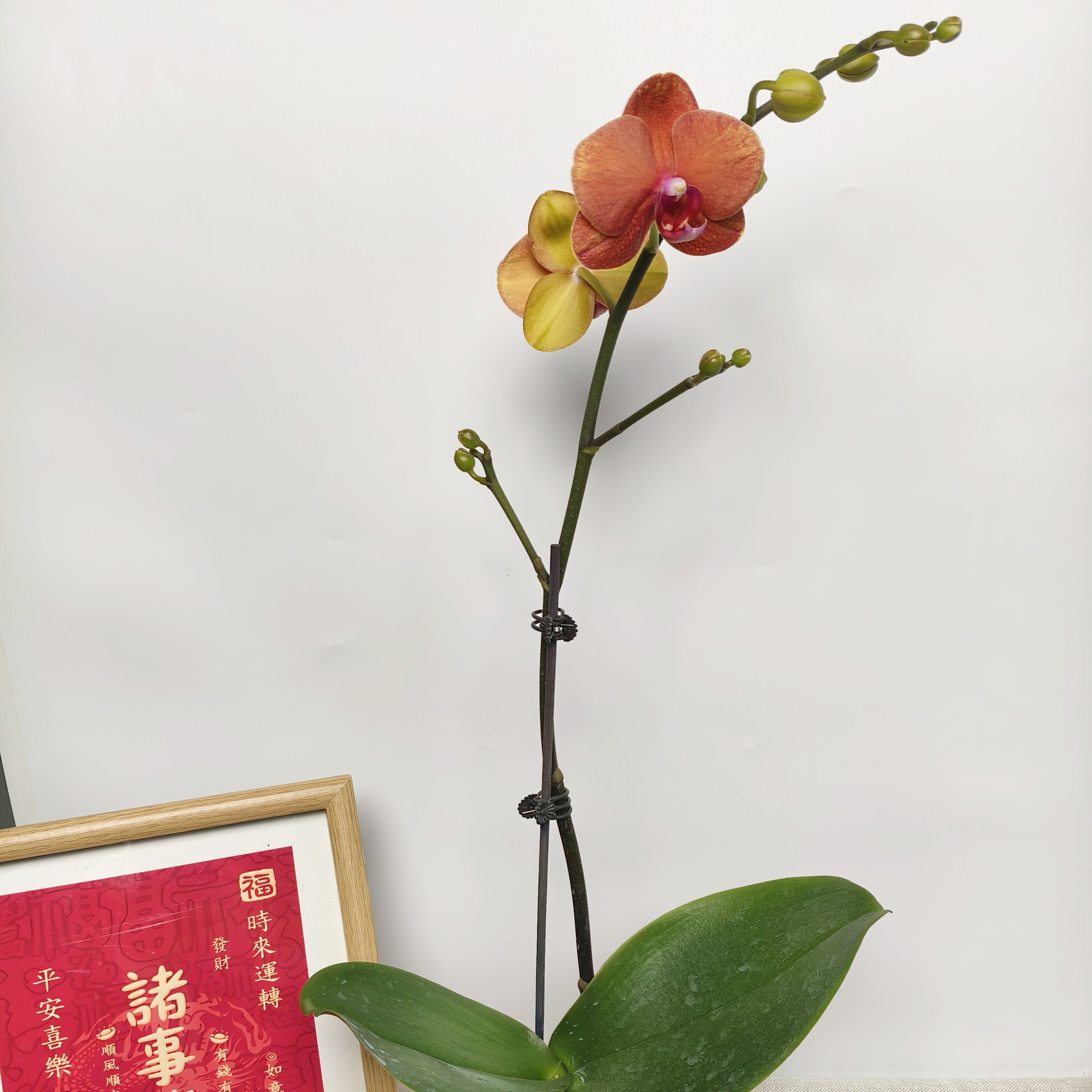 蝴蝶兰【金桔】紫粉色系经典名兰室内绿植盆栽花期长适合送礼