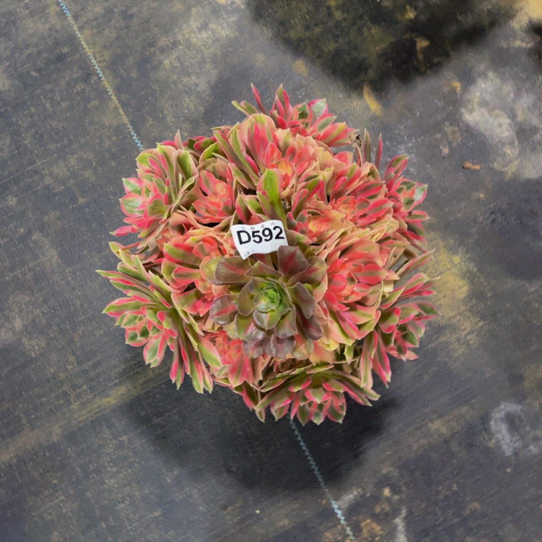 59200女妖福利可以拍