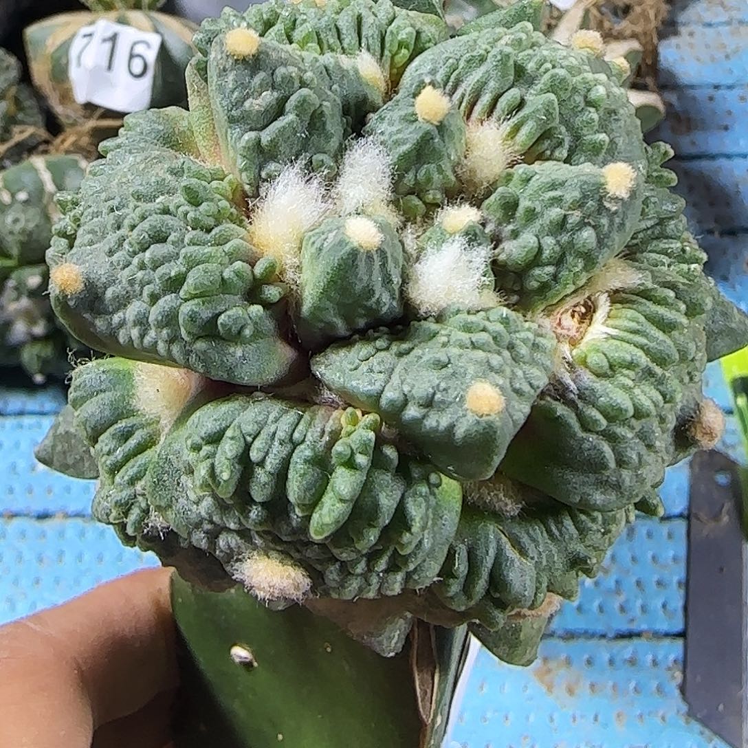 怒涛913仙人球开花