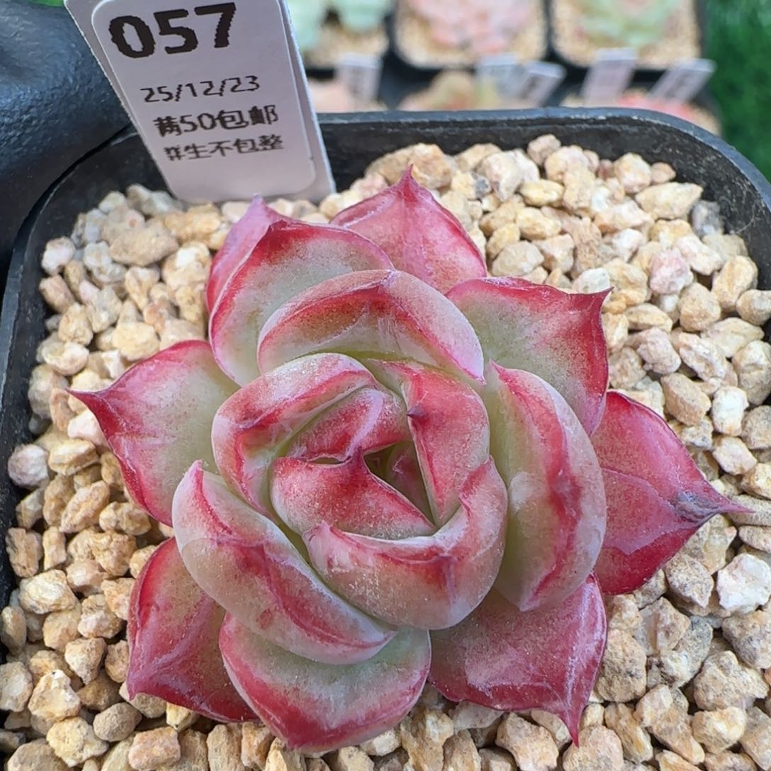 057   孤品    5厘米盆