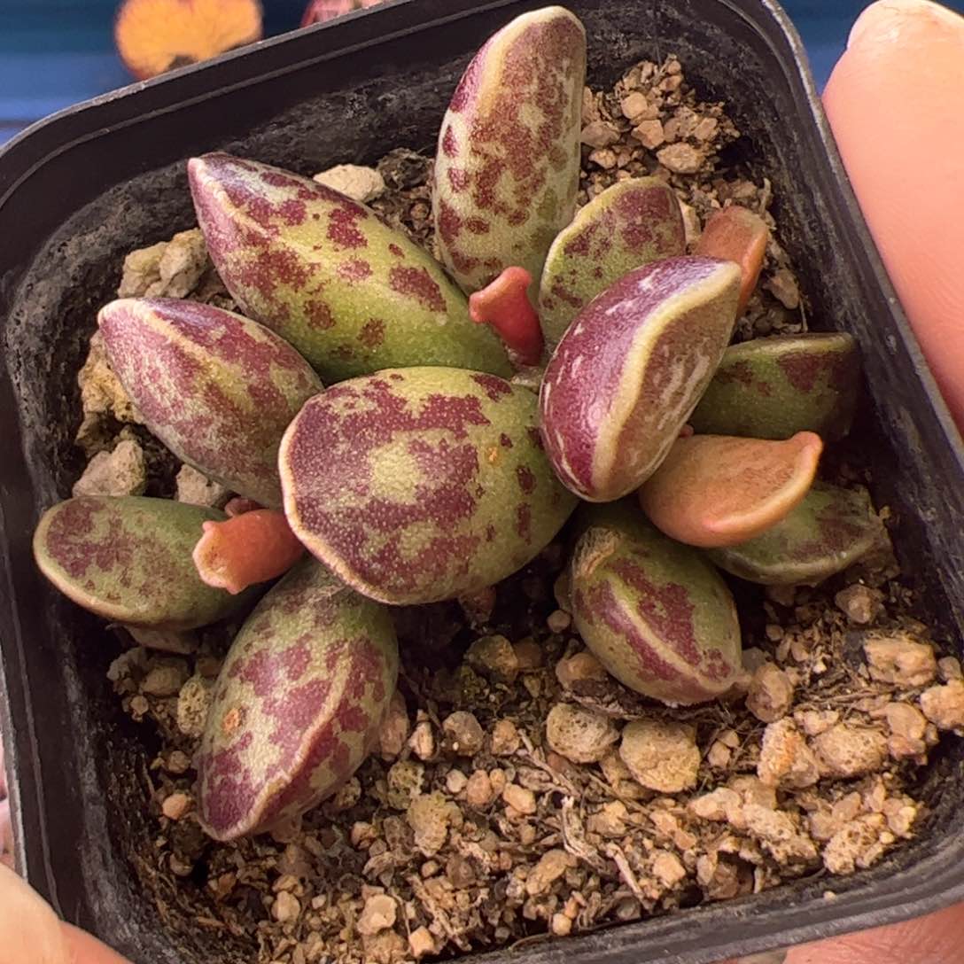 紫库博随机一棵