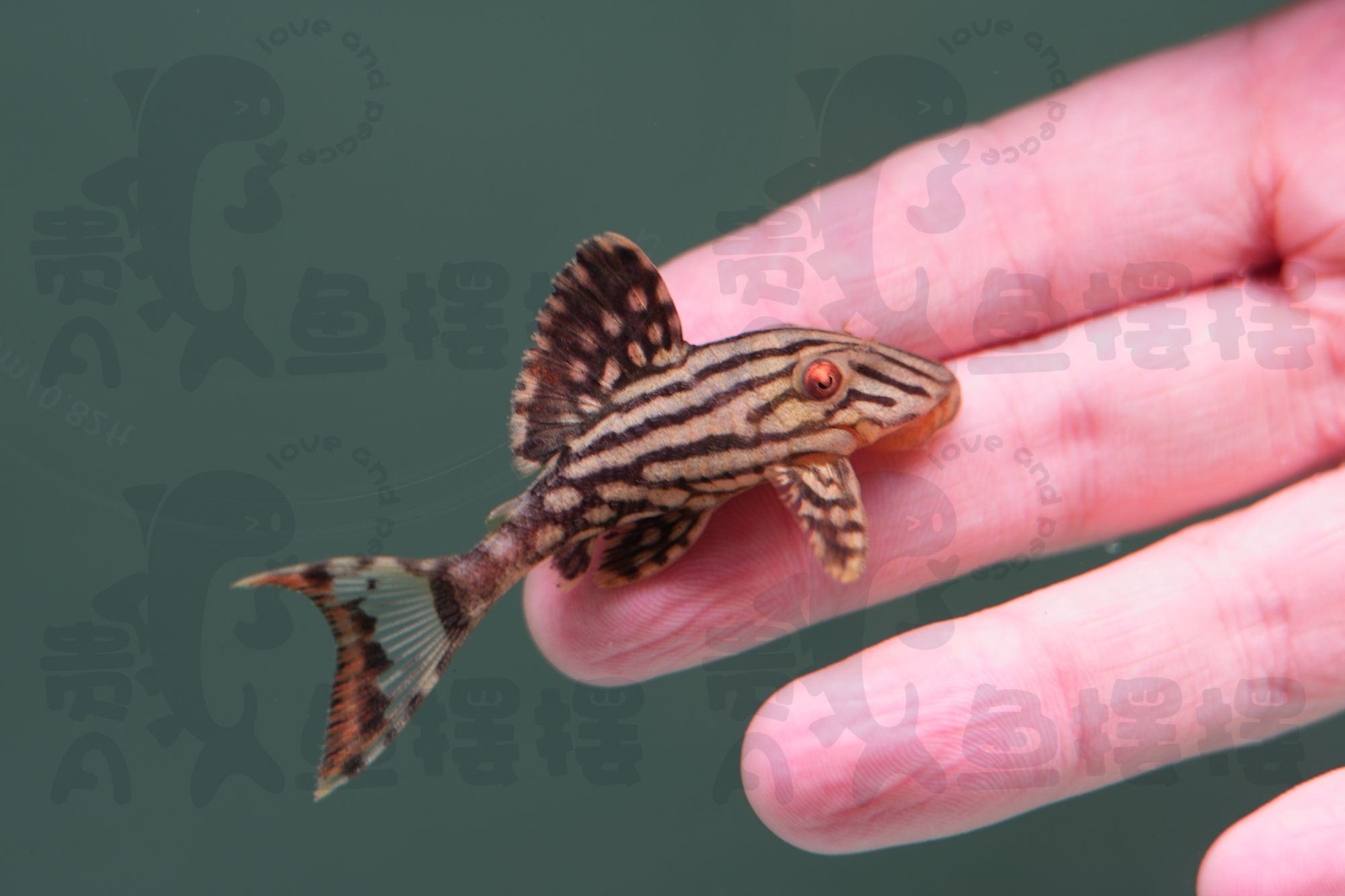 异型鱼L046熊猫;L091彩旗坦克;L191哥绿皇冠豹