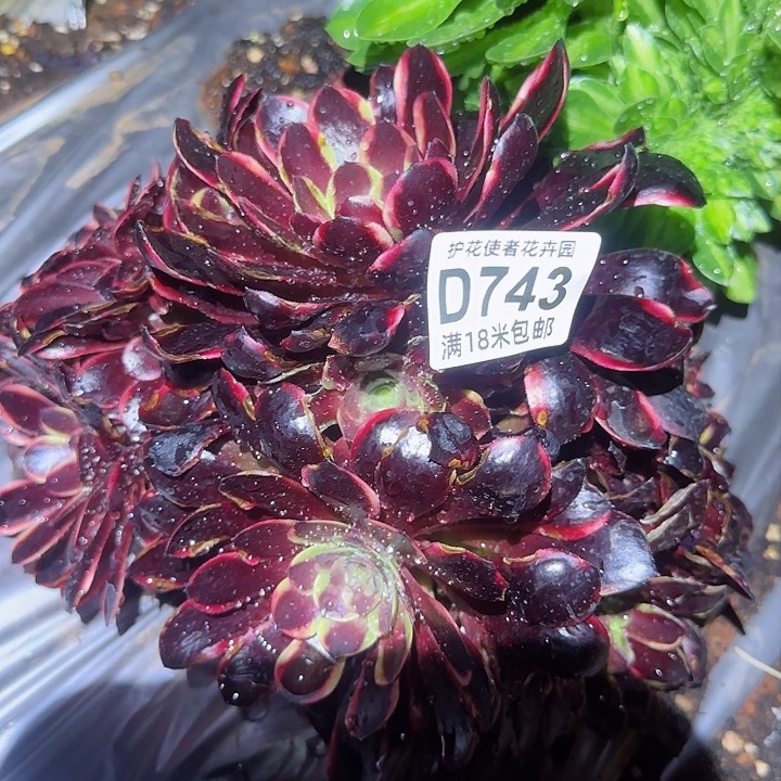 多肉法师欧嘉莉缀化