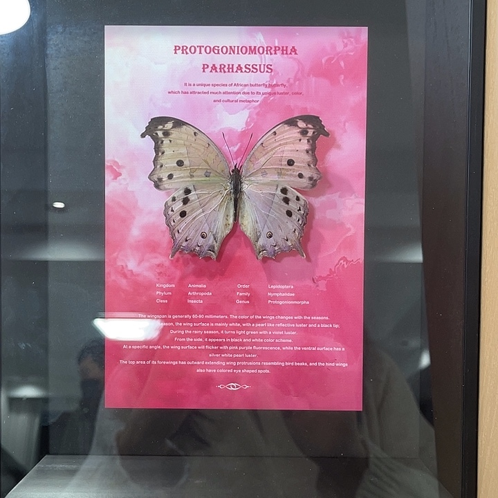 绿贝蛱蝶带框一物一图