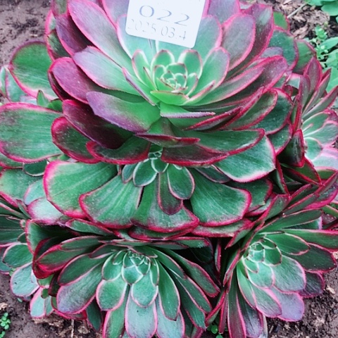 3.4-22粉花妖多肉植物