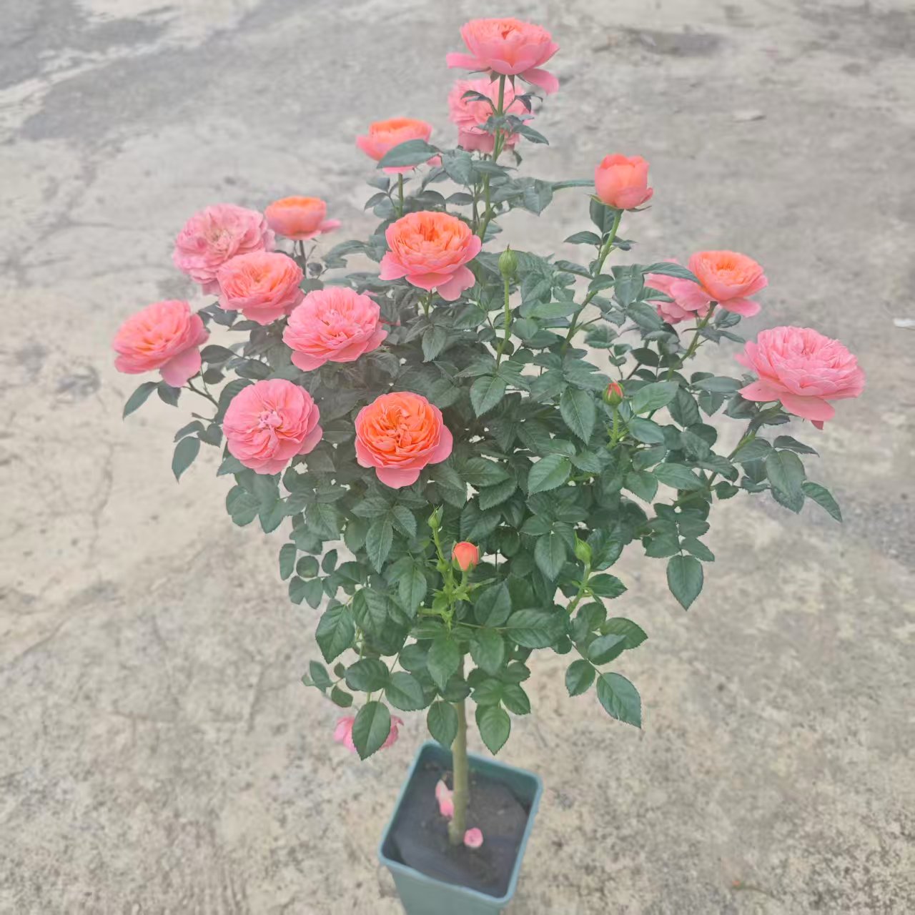 【小灵感多头】棒棒糖月季 四季开花勤花阳台庭院趣味养植云南基地