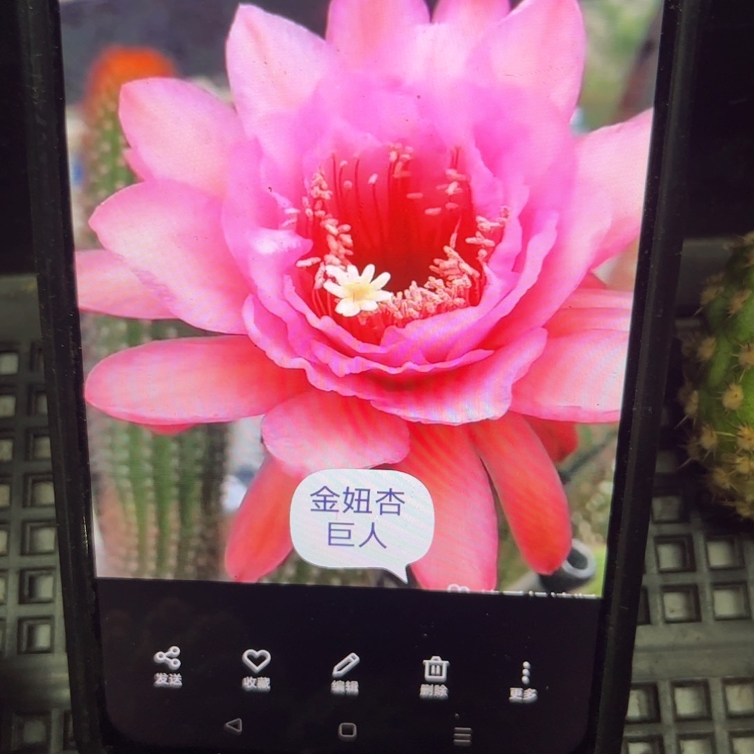 杏巨人侧牙20包邮仙人球5