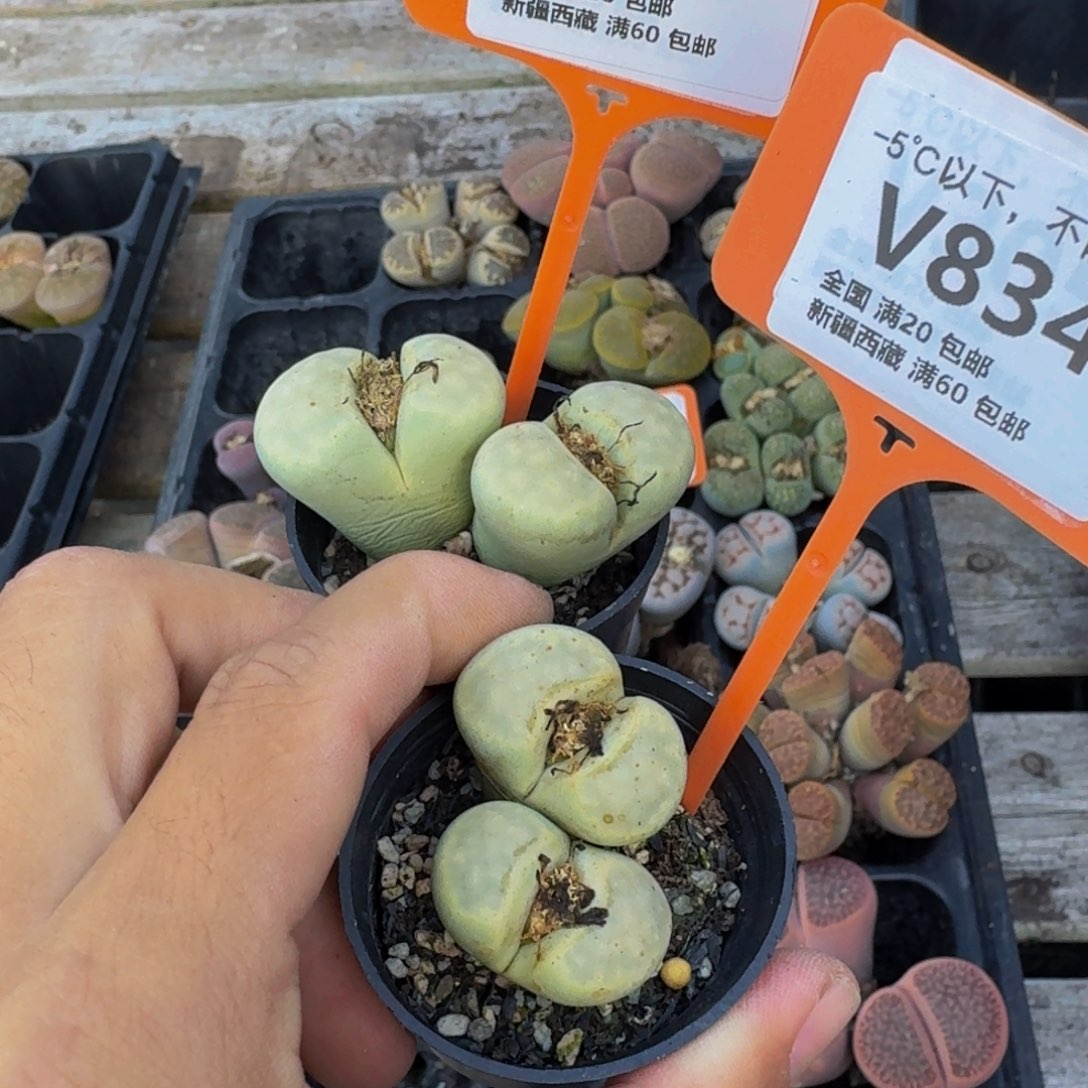 833.834 生石花大群生一物一拍