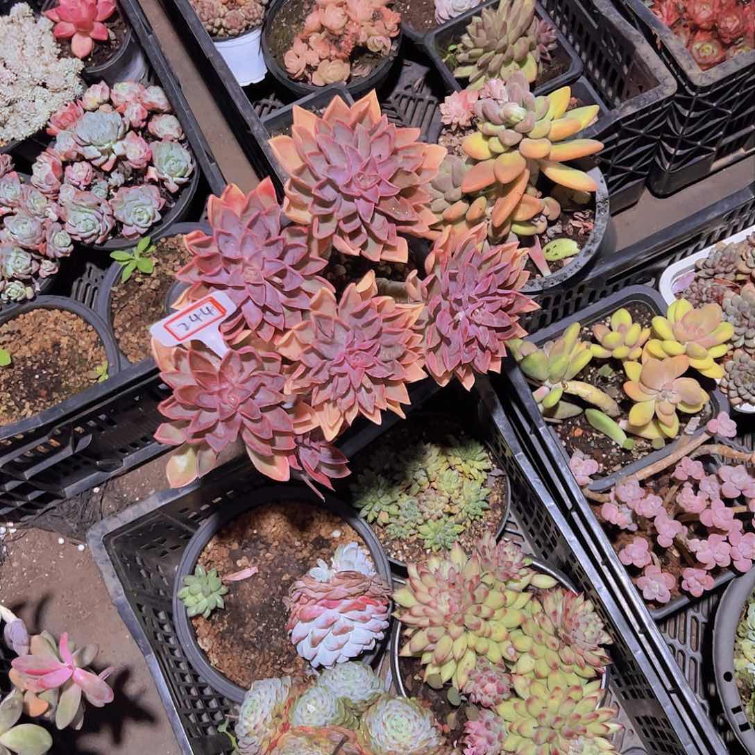 星*谷244琼斯2个芒果奶一个254。。。