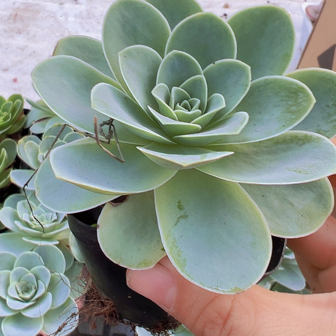 粉耶罗玫瑰老桩19包邮