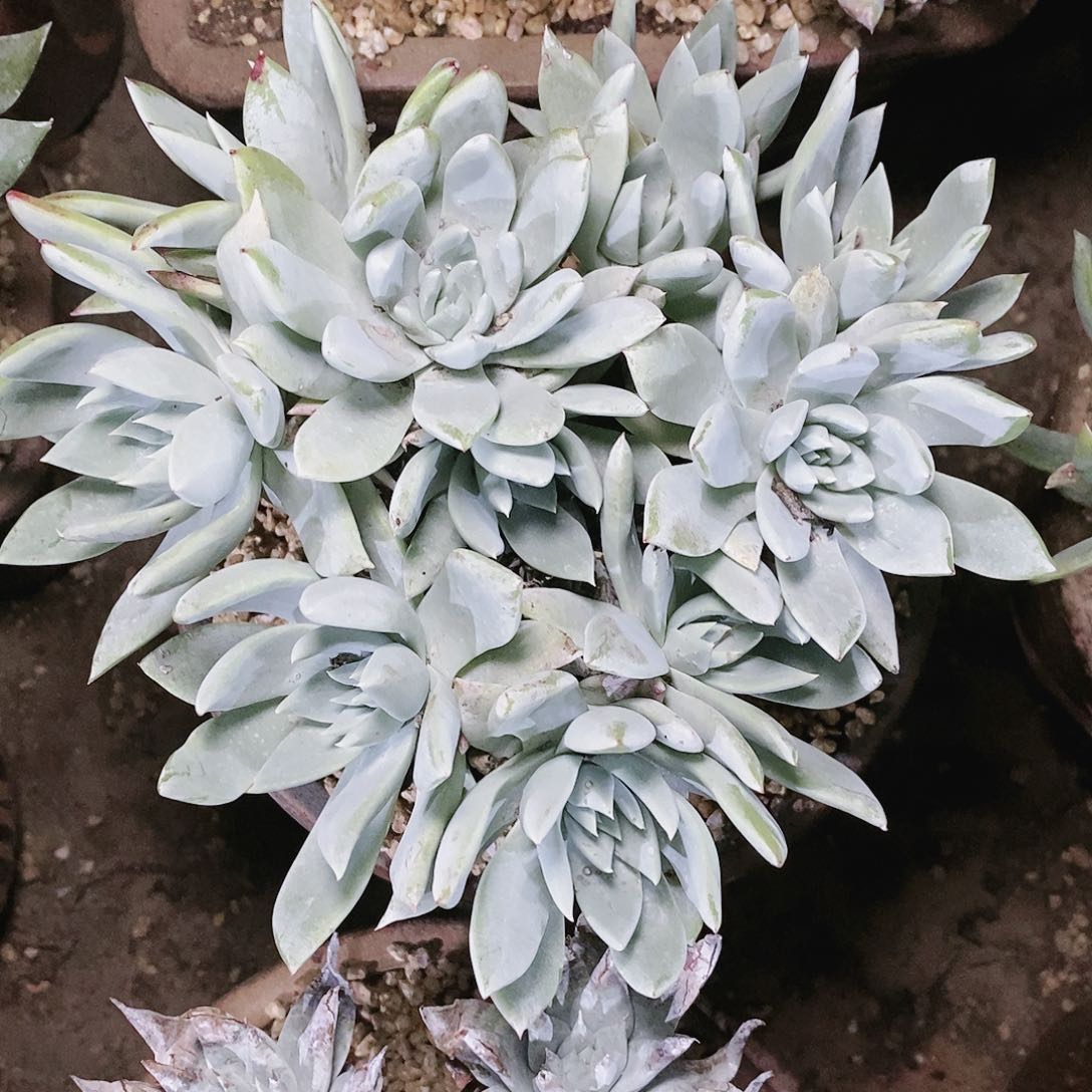 【闪购商品】哈哈哈苹果叶拇指多肉2061