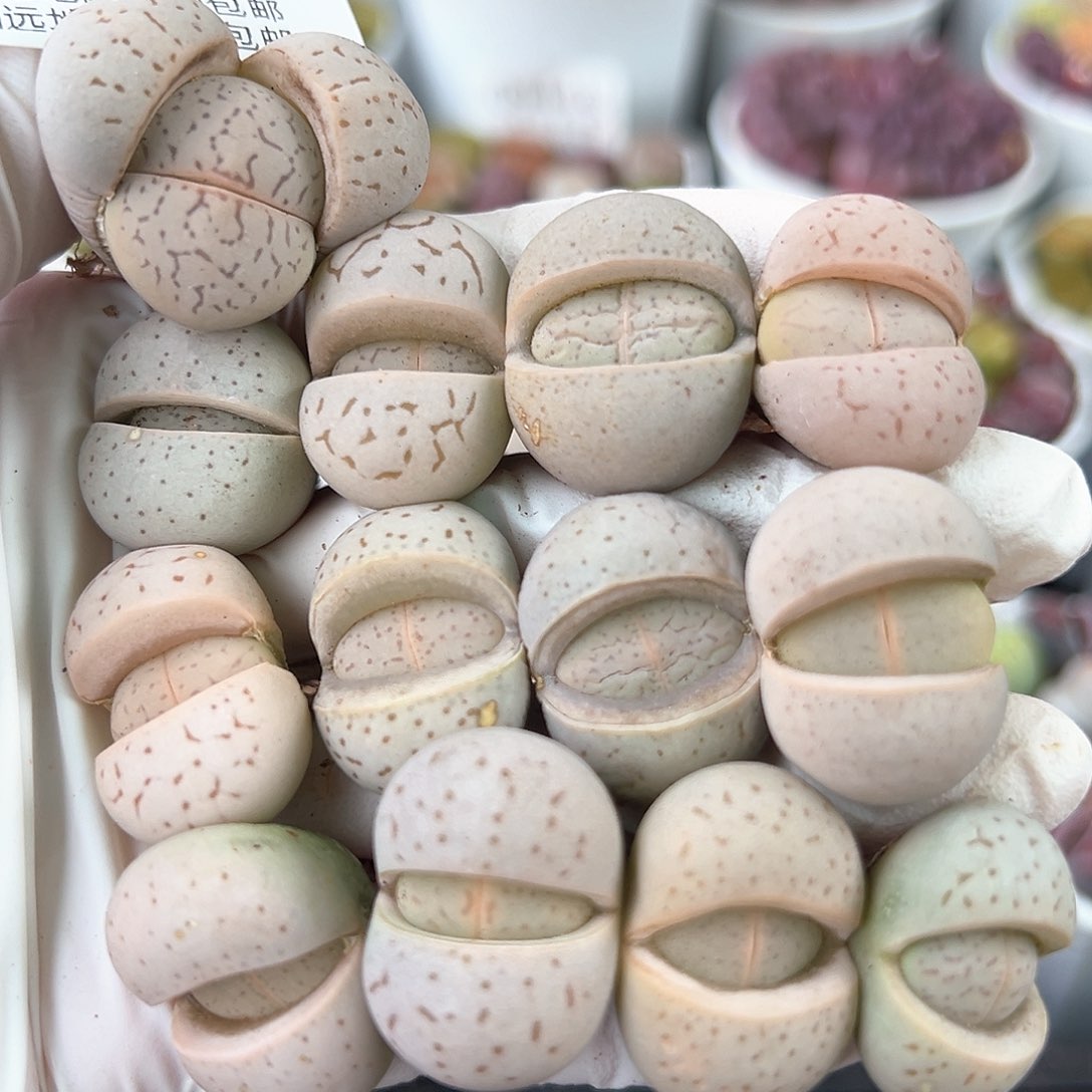 好养易活生石花大母本0995共13颗