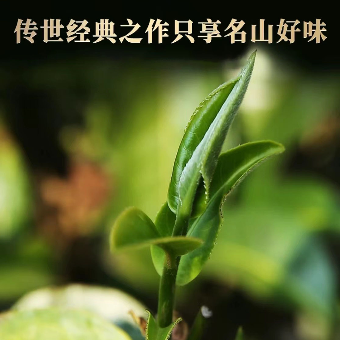 J-2015年老班章古树 普洱生茶 代拍链接 【老金茶庄】
