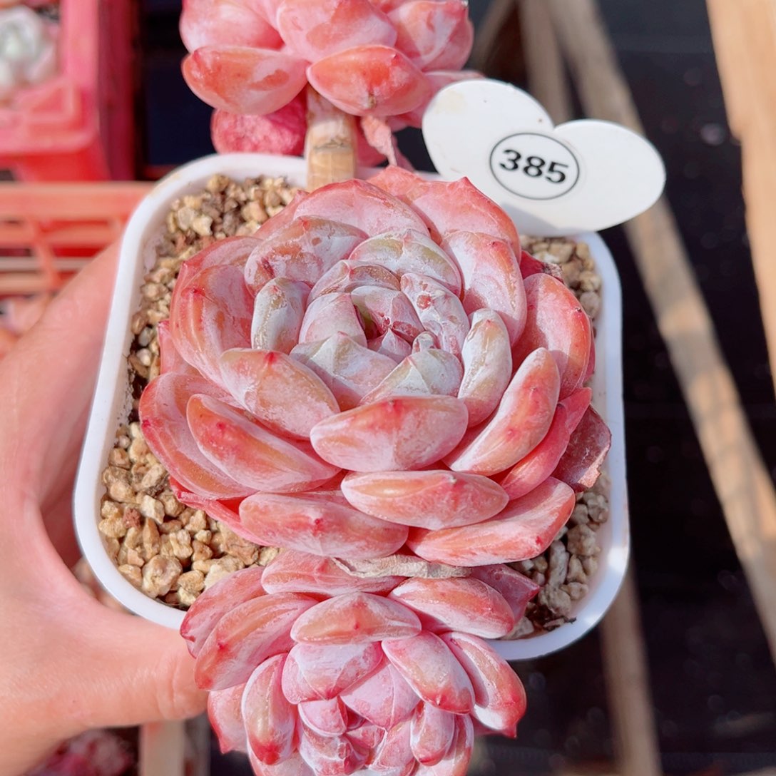 z***z385号大老桩石榴籽星影群