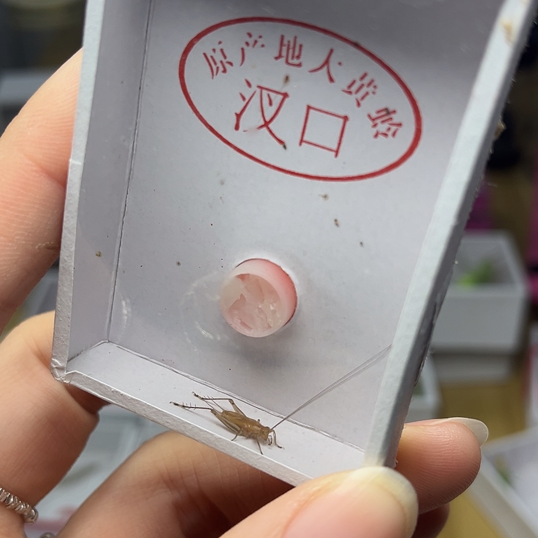 蚂蚁工坊大黄。        