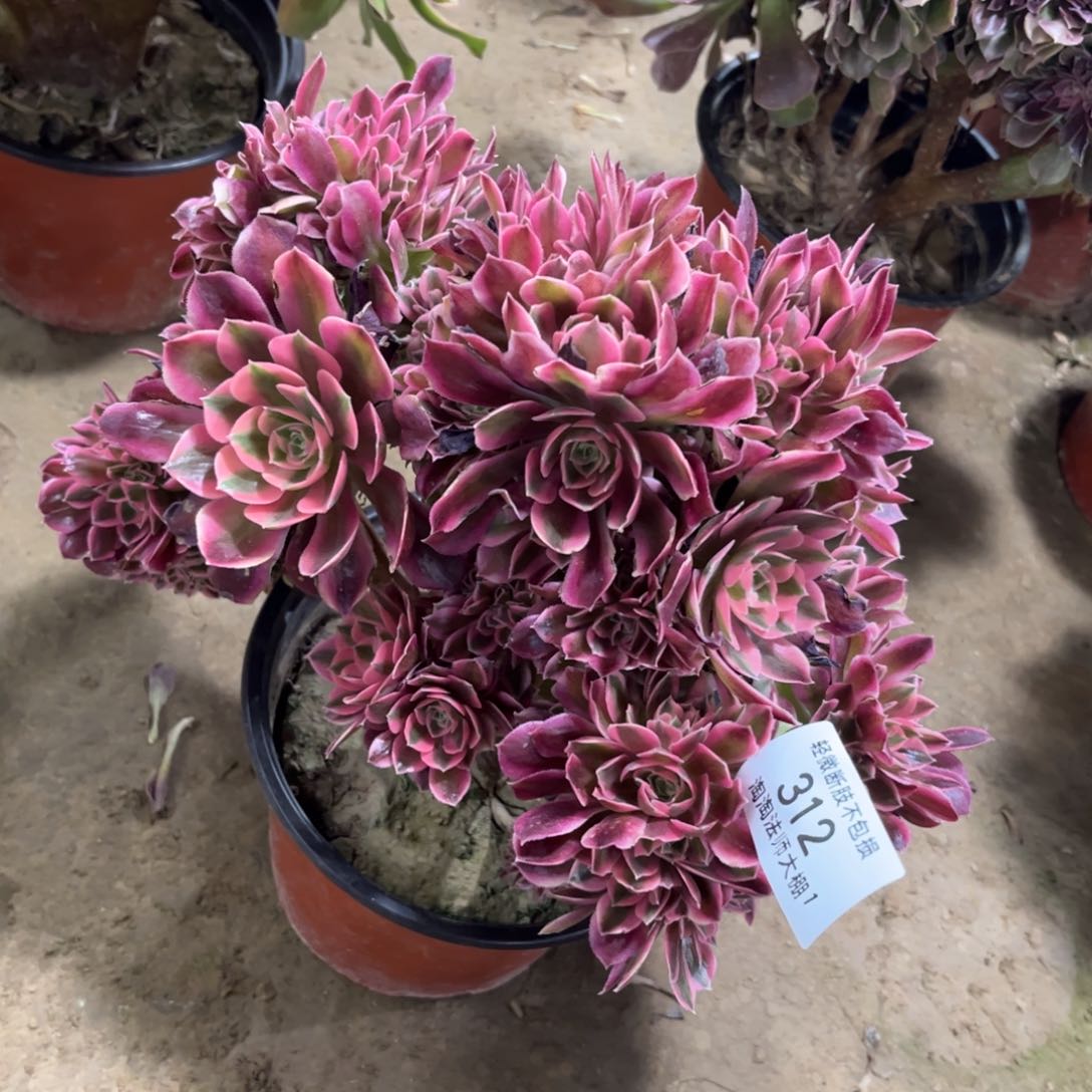 312粉女巫缀化特价多肉植物法师