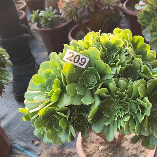 未***期多肉植物一个绿玫瑰209