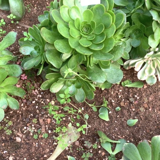 单**爸多肉植物雨荷506