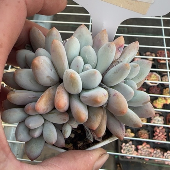 79香水一物一拍多肉