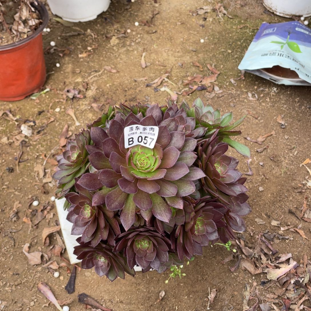 057红魔多肉法师断枝不包