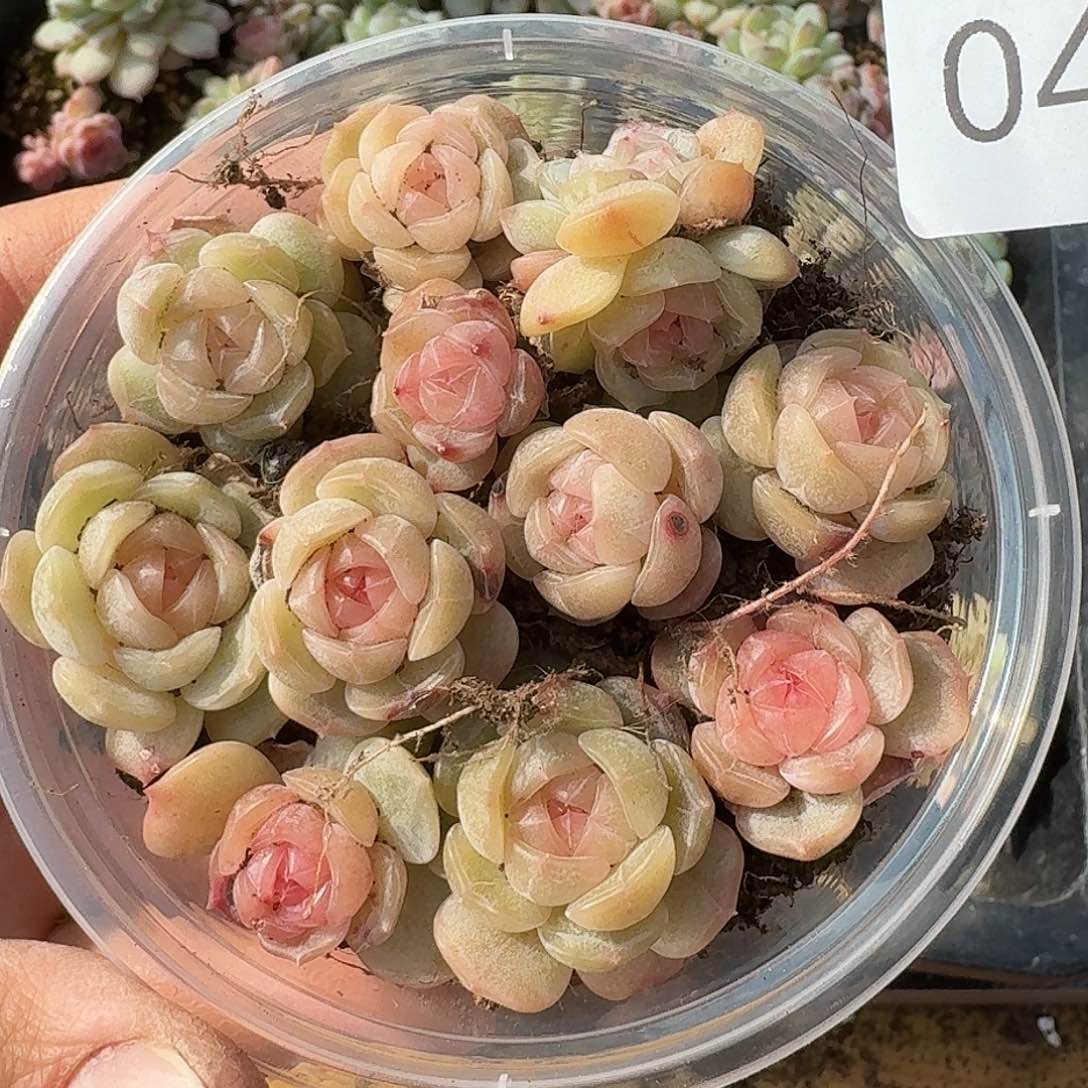 杂交新品珍妮多肉402