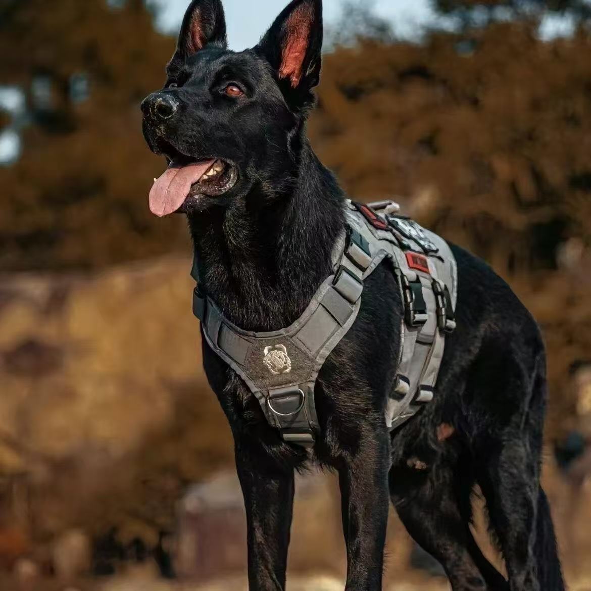 黑狼幼犬活体大型犬豹系看家护院全黑色墨界狼犬中华正宗狼狗健康