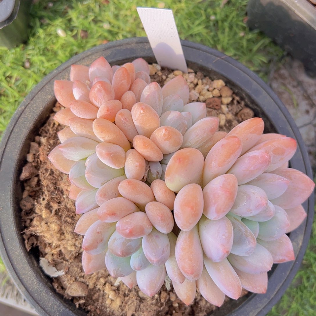 香玉的故事是一个人的故事吗