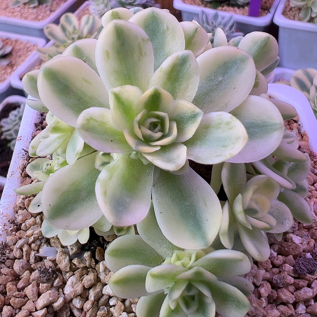 山地玫瑰锦开心1395号