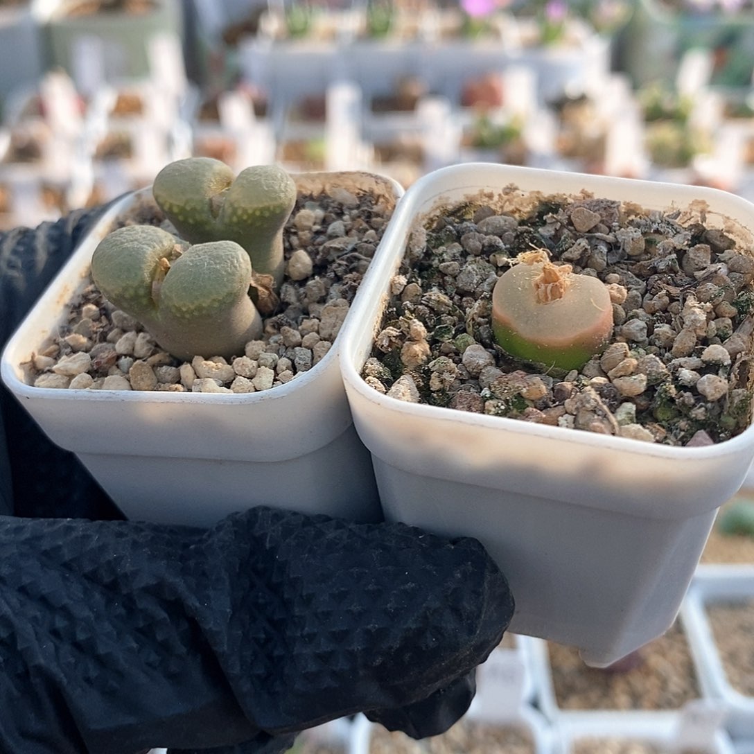 一物一拍双头风铃➕单头O泡