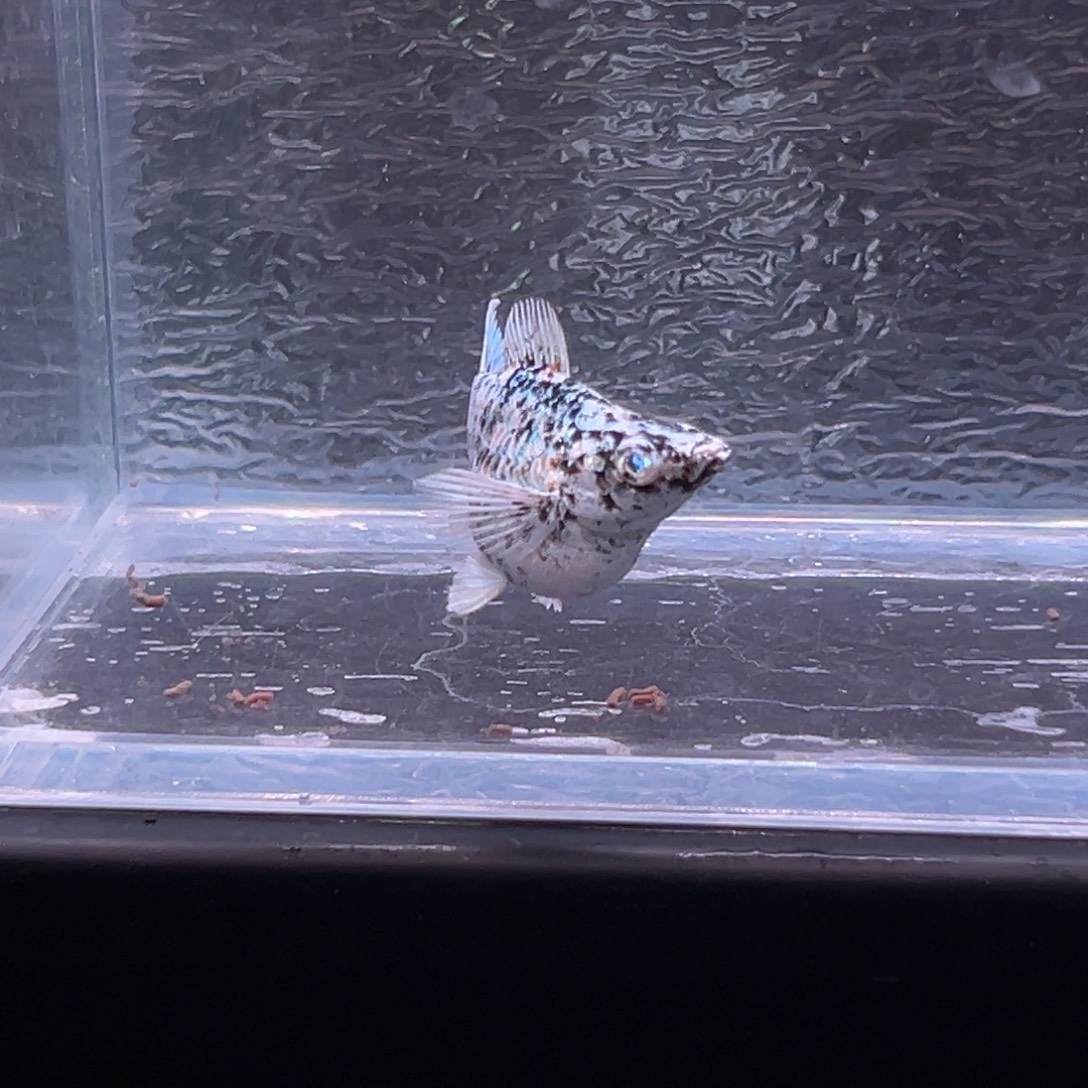 孔雀鱼玛丽鱼一条