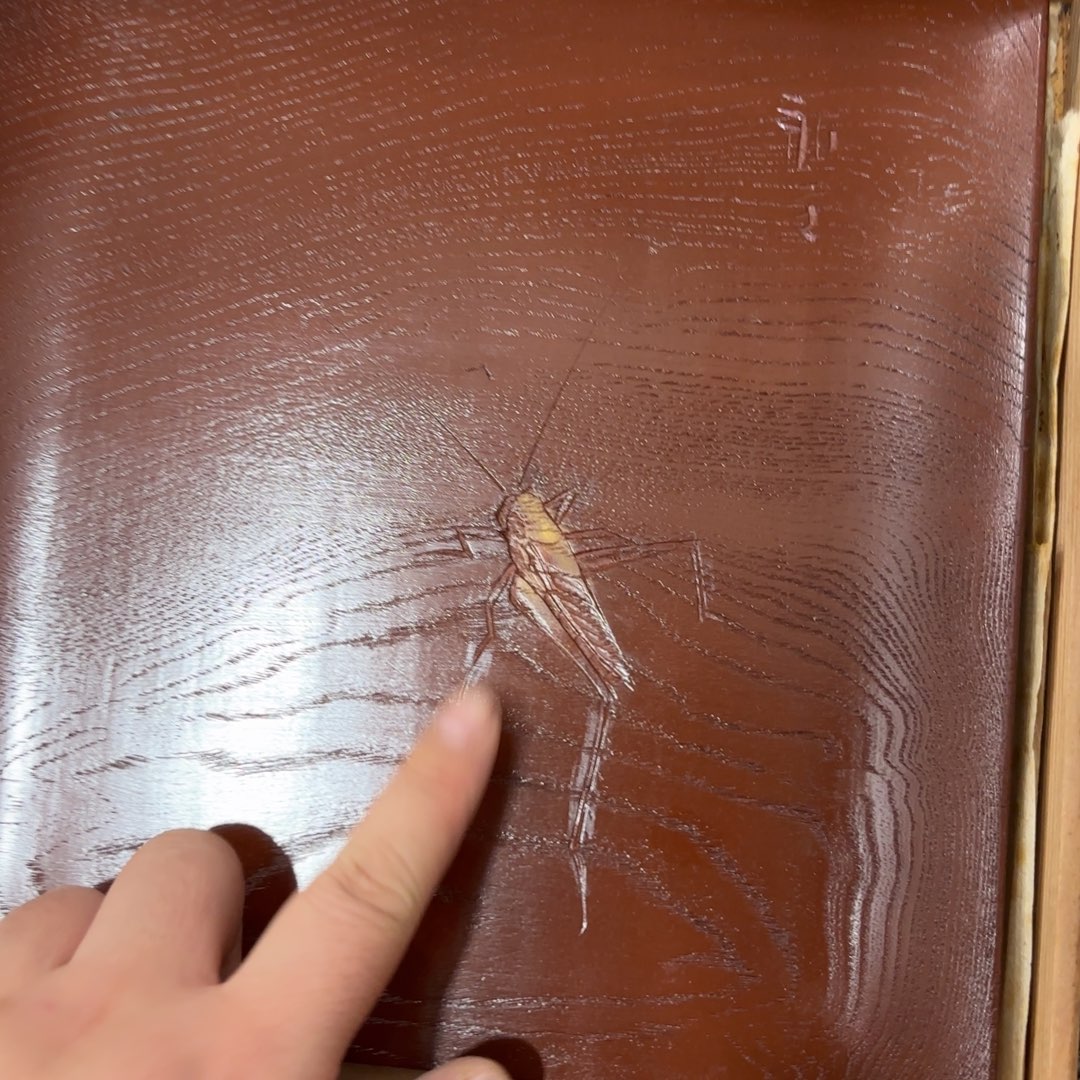 非常好看的物品 The 