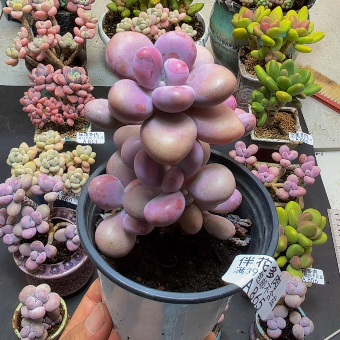 864腰子桃蛋树6cmdr