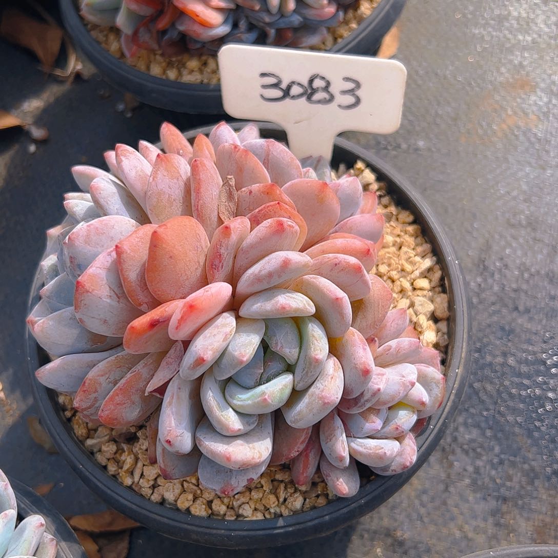 四头韩橙3083号一物一拍