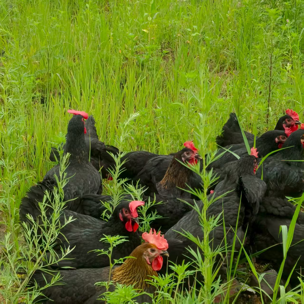 【顺丰】东北散养溜达母鸡黑鹞母鸡两只共6-8斤左右 