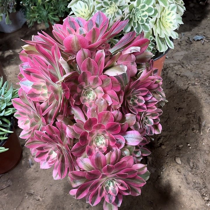 乔*多肉植物法师灿烂93