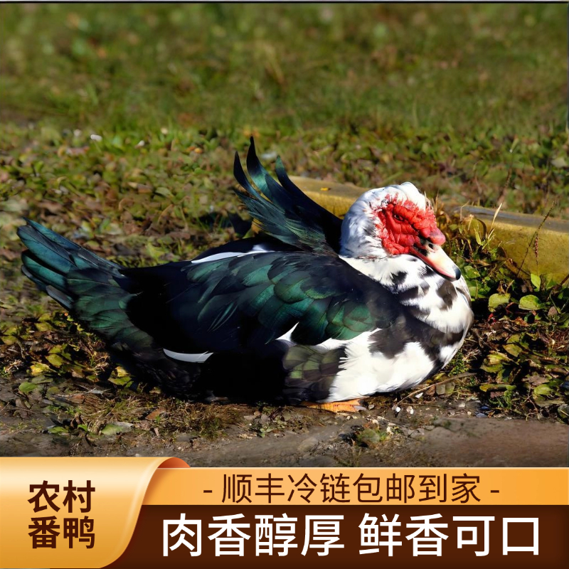 [2只装]农村番鸭 肉质饱满 鲜嫩多汁 2只宰杀总净重10斤 顺丰冷链
