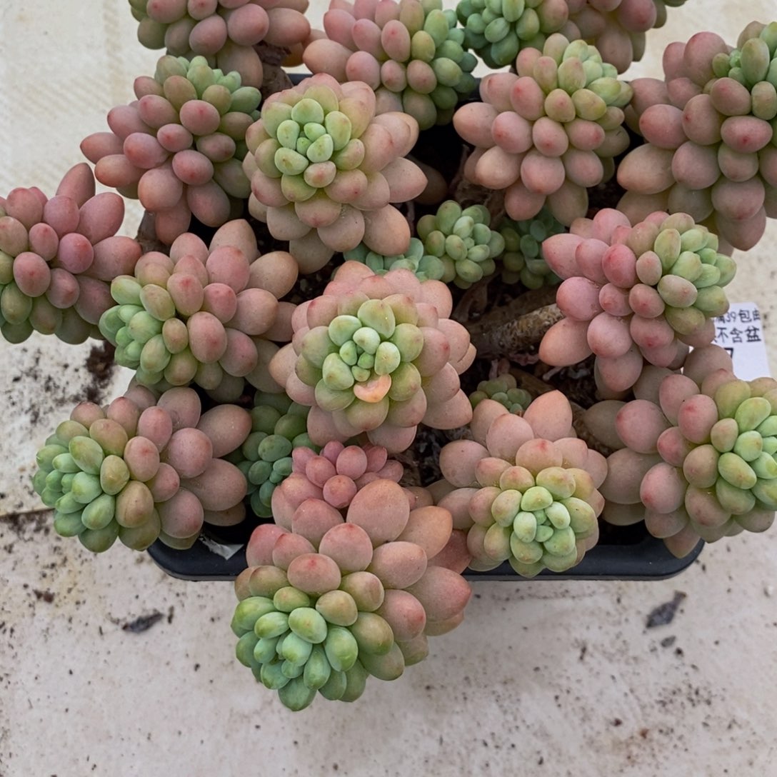 897鱼子酱20cm多肉