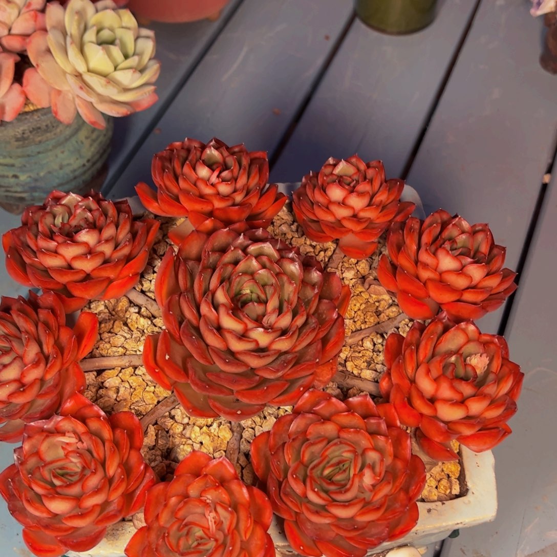 9****卉多肉植物保护研究所所长