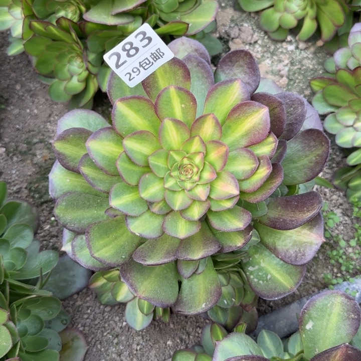 倾城中班……多肉植物……