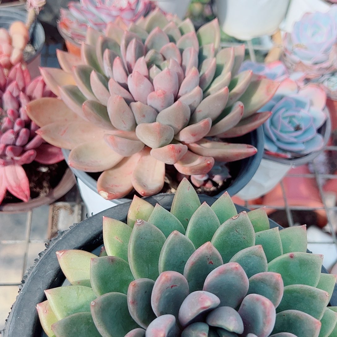 红象牙大单头精品特价