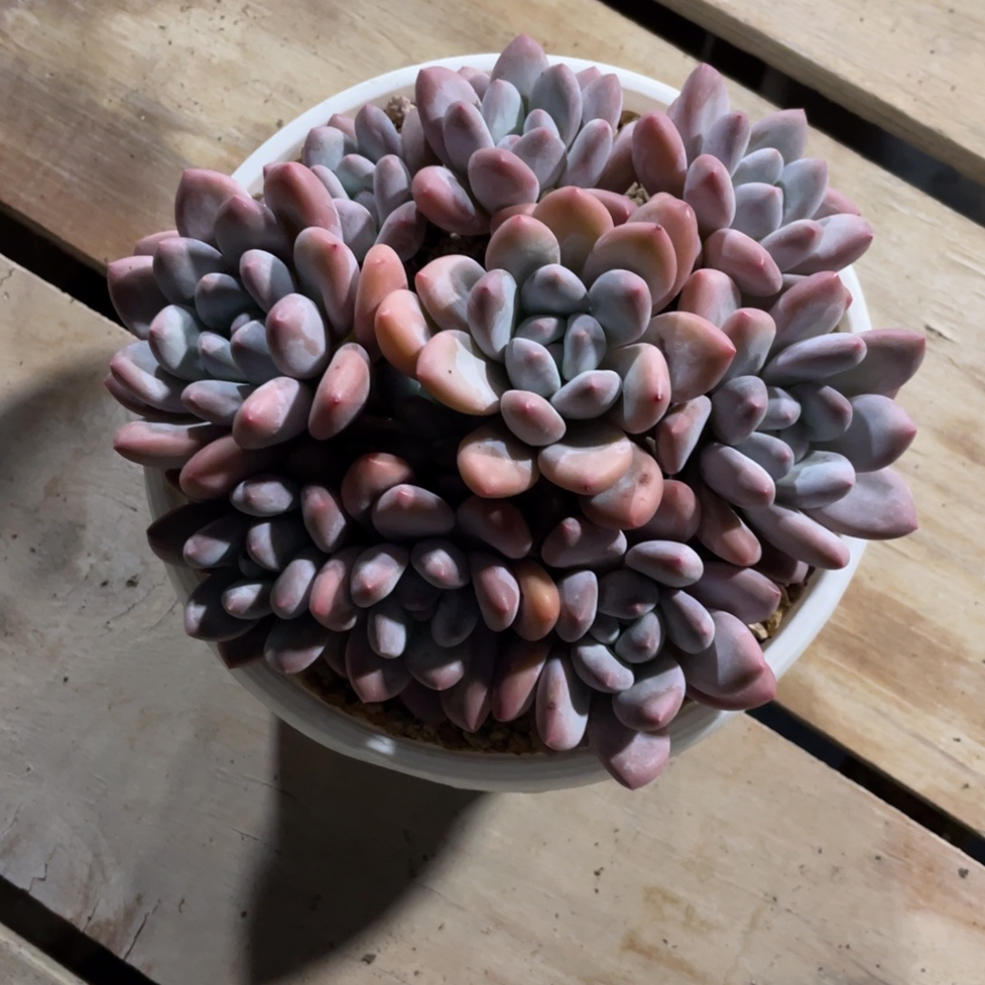 香水一物一拍中通快递