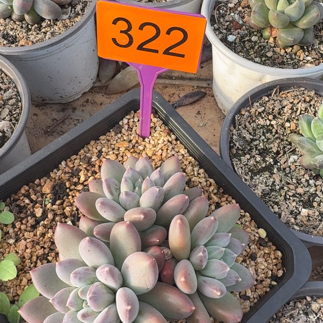 ****º多肉植物天使之翼322