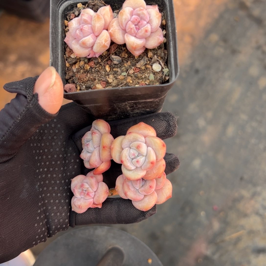 ᝰ三个紫梦露老庄5.5-6.5厘米0000000